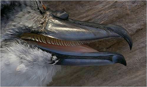 Lamellae (comb-like filters on the edge of the upper mandible) on a broad-billed prion. Photo: Colin Miskelly, copyright Te Papa.
