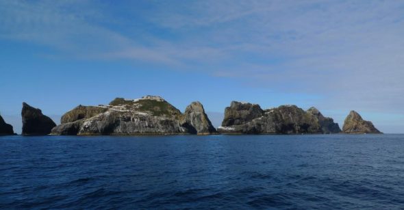 Princes Islands, part of the Three Kings Islands group. Image: Vincent Zintzen, Te Papa