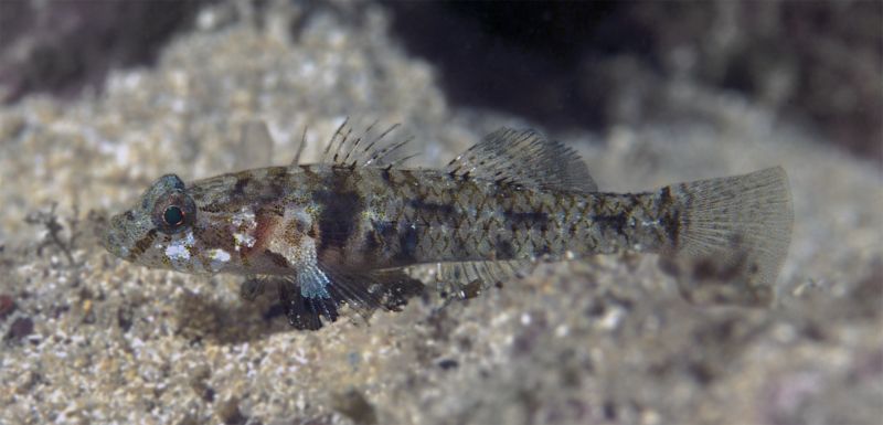 Clive Roberts And One Tiny Iota Fish Te Papa s Blog