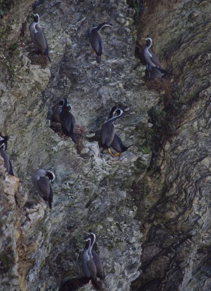 Spotted shag colony on Taumaka, September 2016. Image: Colin Miskelly, Te Papa