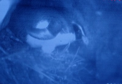 Life through a burrowscope lens on subterranean Taumaka (Open Bay ...