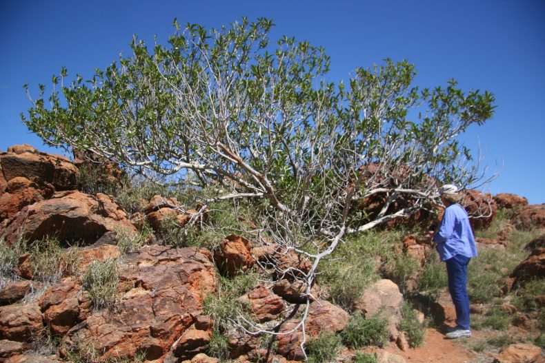 A desert fig (Ficus platypoda) at the botanic garden in Alice Springs. Sept 2016. Photo by Heidi Meudt.