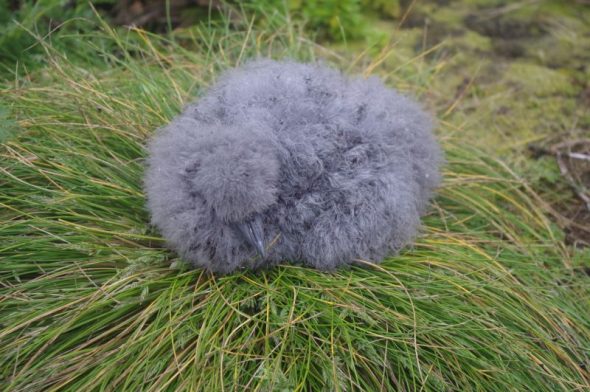 Fluffy prion chick nesting ins a circle of grass