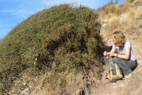 Collecting genetic samples from prostrate kōwhai (Sophora prostrata) on the POrt Hills. This species is restricted to the eastern South Island and has zig-zag branches with small leaves and flowers. Photo: Leon Perrie.