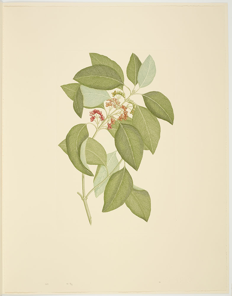 Coprosma australis (A. Richard) Robinson; Plate 469