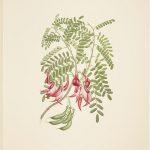 Clianthus puniceus (G. Don) Banks & Solander ex Lindley; Plate 432