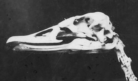 Swan skull