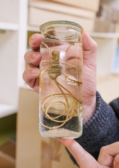 A preserved giant weta in a jar with a very long worm coming out of its behind