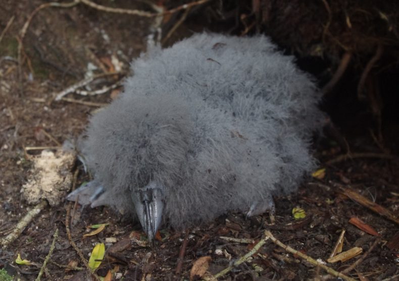 A broad-billed prion chick on an islet off the southern Fiordland coast. Photo by Colin Miskelly. Te Papa