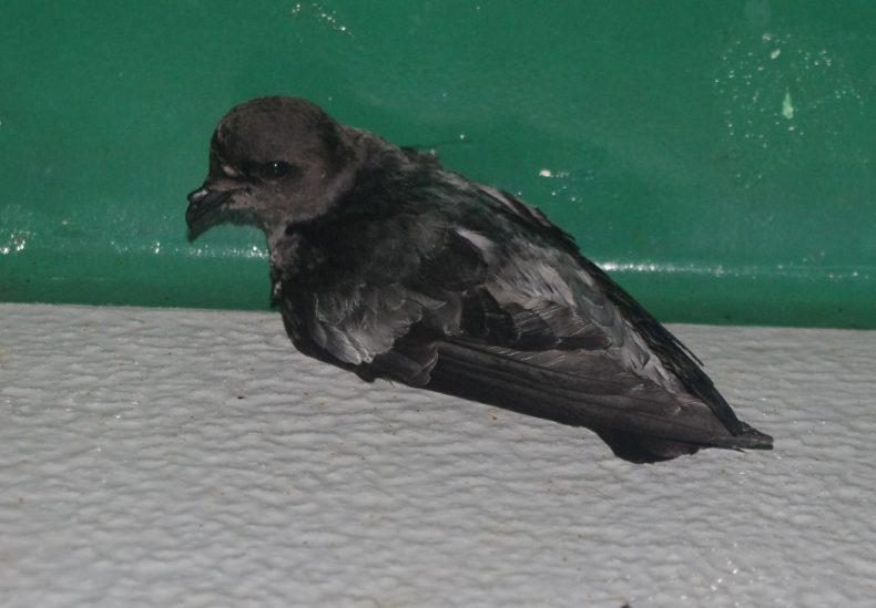 A grey-backed storm petrel on the deck of Southern Winds while at anchor off Chalky Island. Photo by Colin Miskelly. Te Papa