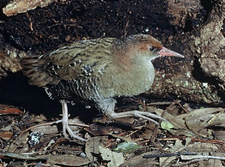 Captive Auckland Island rail. Photograph by Rod Morris. Department of Conservation