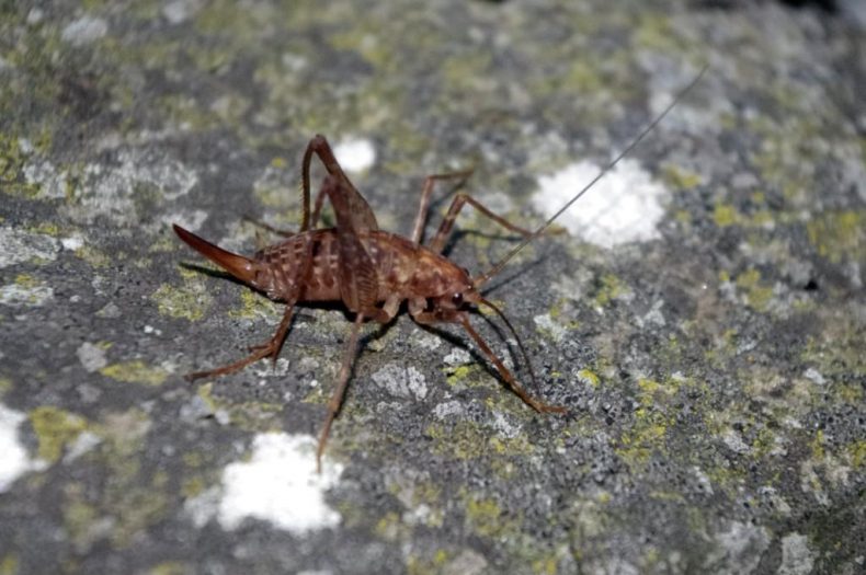 An endemic Auckland Island weta (Dendroplectron aucklandense) on Ewing Island. Photo by Colin Miskelly. Te Papa