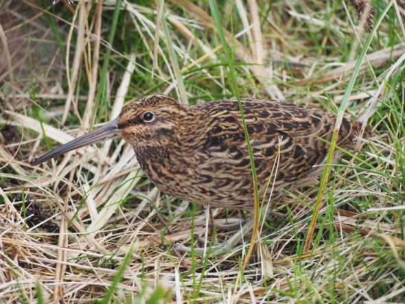 The Campbell Island snipe was discovered in 1997 and named (as Coenocorypha aucklandica perseverance) in 2010. Photo by Mary-Anne Lea, NZ Birds Online