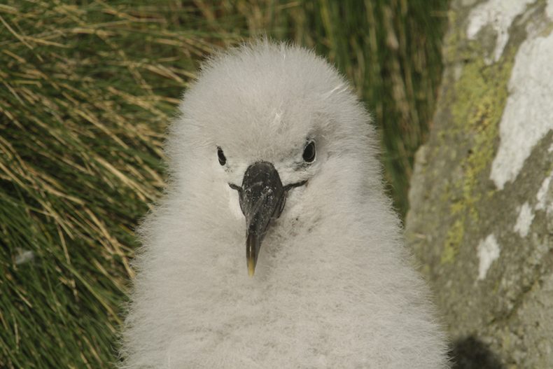 Buller's albatross chick