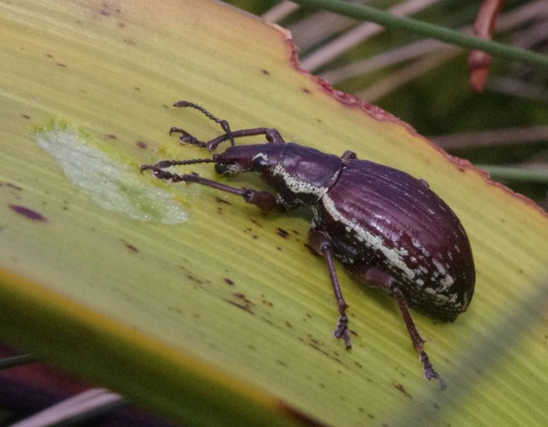 Oclandius laeviusculus flightless weevil browsing on Bulbinella leaf, Disappointment Island. Photograph by Colin Miskelly. Te Papa