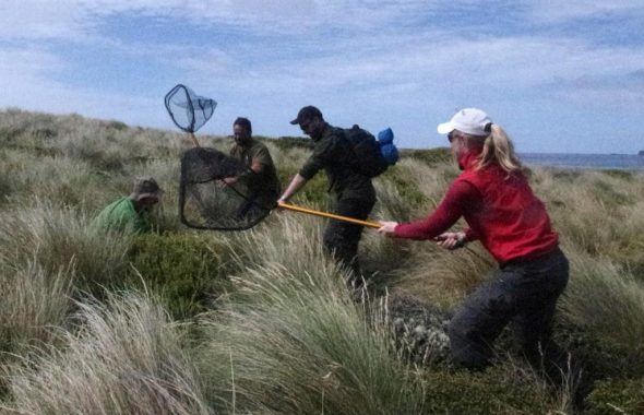 Sea lion researchers assisting with snipe capture on Enderby Island. Photo by Colin Miskelly. Te Papa