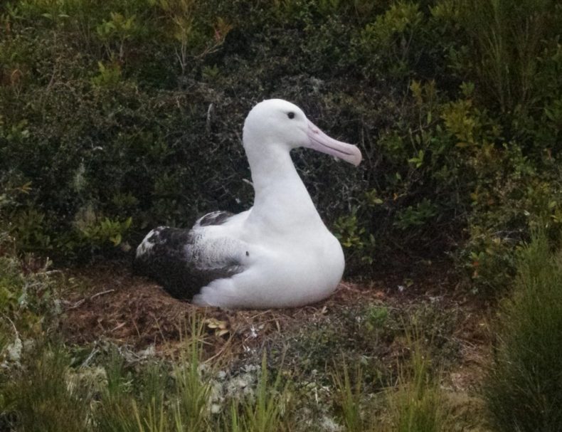 An enormous southern royal albatross incubating its egg on Enderby Island. Photo by Colin Miskelly. Te Papa