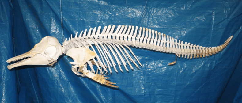 Hectors dolphin articulated specimen