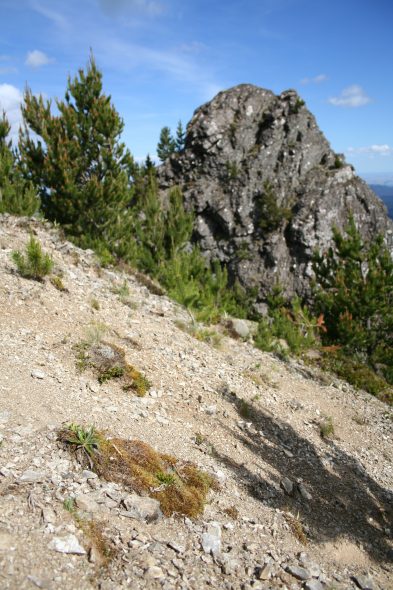 The Myosotis australis collection site at Cooks Horn (large stone outcrop), Kaweka Ranges. Note the numerous plants of lodgepole pine (Pinus contorta) surrounding the site, as well as one menacing shadow of another pine creeping over the forget-me-not habitat. Photo by Heidi Meudt @ Te Papa. WELT SP106550.
