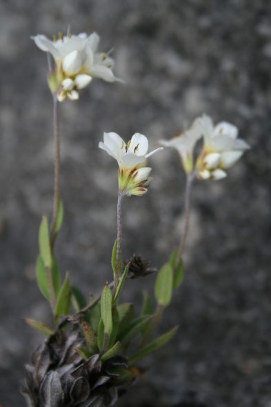 Myosotis eximia from the bluffs near Reporoa bog in full flower. Photo by Heidi Meudt @ Te Papa. WELT SP106560.