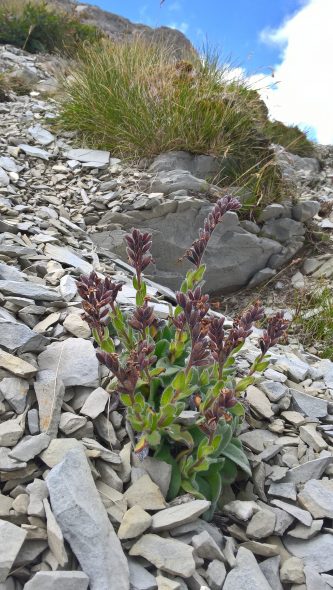 A large plant of Myosotis traversii in the Matiri Range, Kahurangi National Park. The white flowers now gone, the purple calyces hide the ripe nutlets. Photo by Heidi Meudt @ Te Papa. SP106595