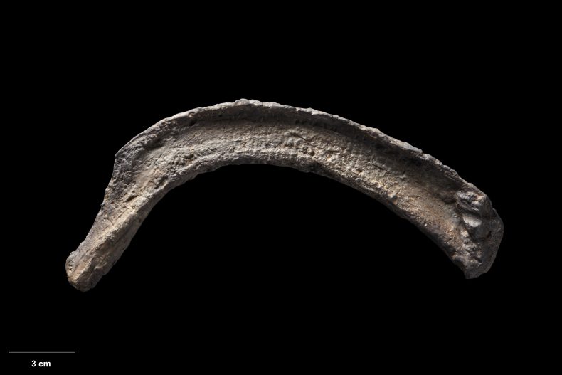 Ankylosauria, collected Mangahouanga Stream, New Zealand. Purchased 2014 (tbc). CC BY-NC-ND 4.0. Te Papa (S.045835)