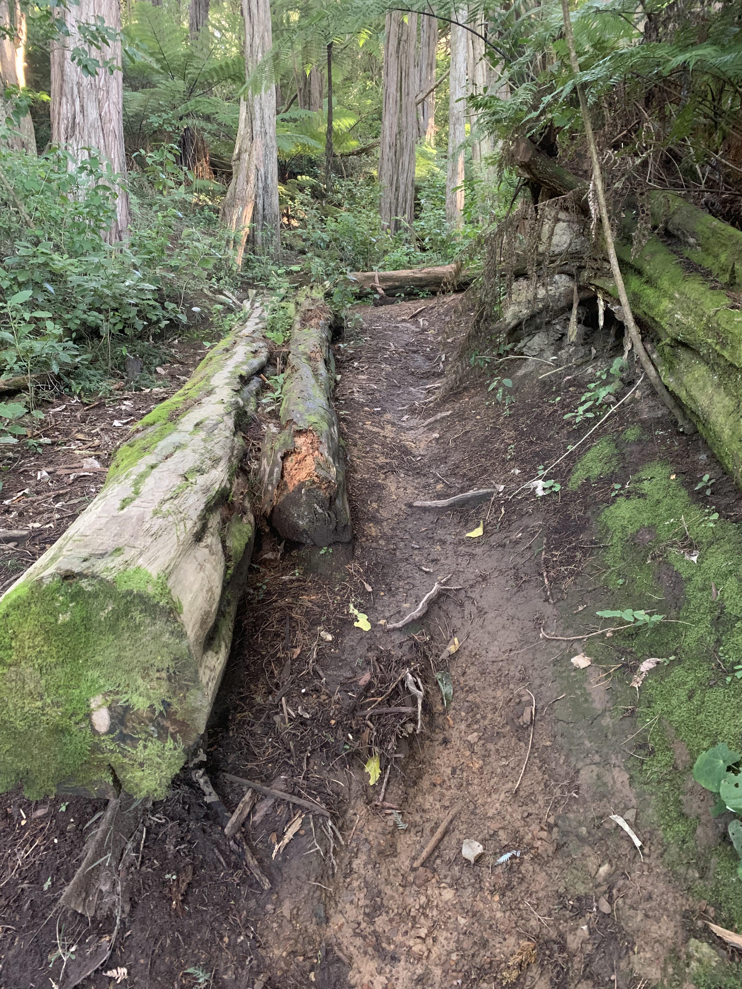 Illegal mountain bike tracks such as these pose a serious threat to Potamopyrgus oppidanus. Photo credit: (Te Ahumairangi Hill Ecological Restoration).