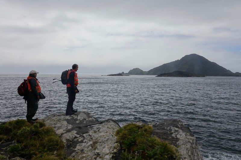 Fiordland’s Breaksea Sound: 30 years after the rats | Te Papa’s Blog