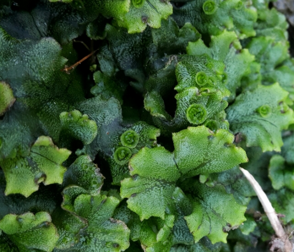 A new liverwort species for Wellington Te Papa’s Blog
