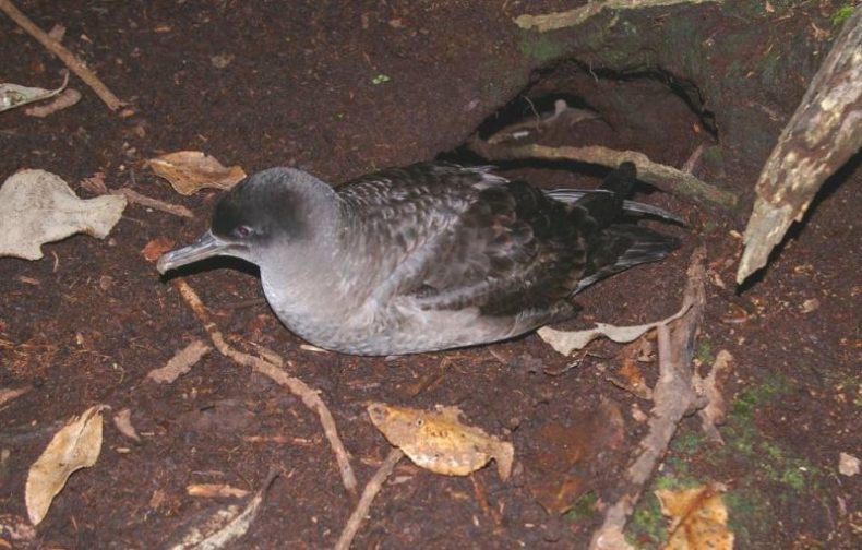 A grey and black bird sitting on the dirt floor surrounded by dead leaves and twigs.