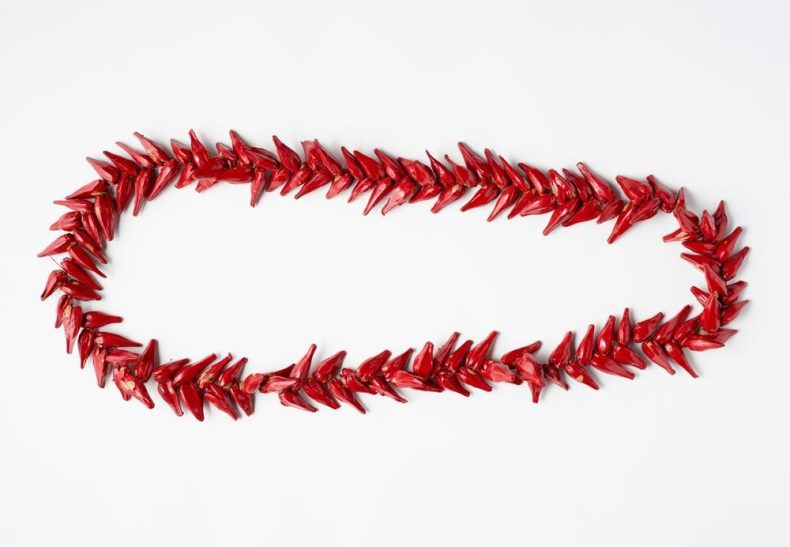 A string of bright red pointy seedpods strung closely together in a large loop