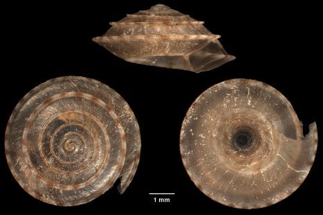 A snail shell from three angles on a black background