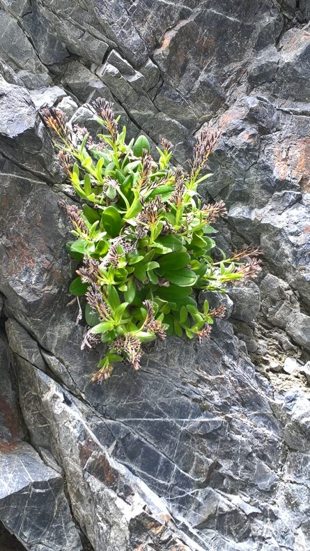 A large plant growing out of a rock crevice in a rock