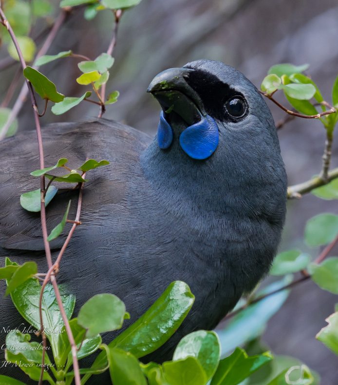 A closeup of a grey and blue feathered bird with a black face and bright blue wattles