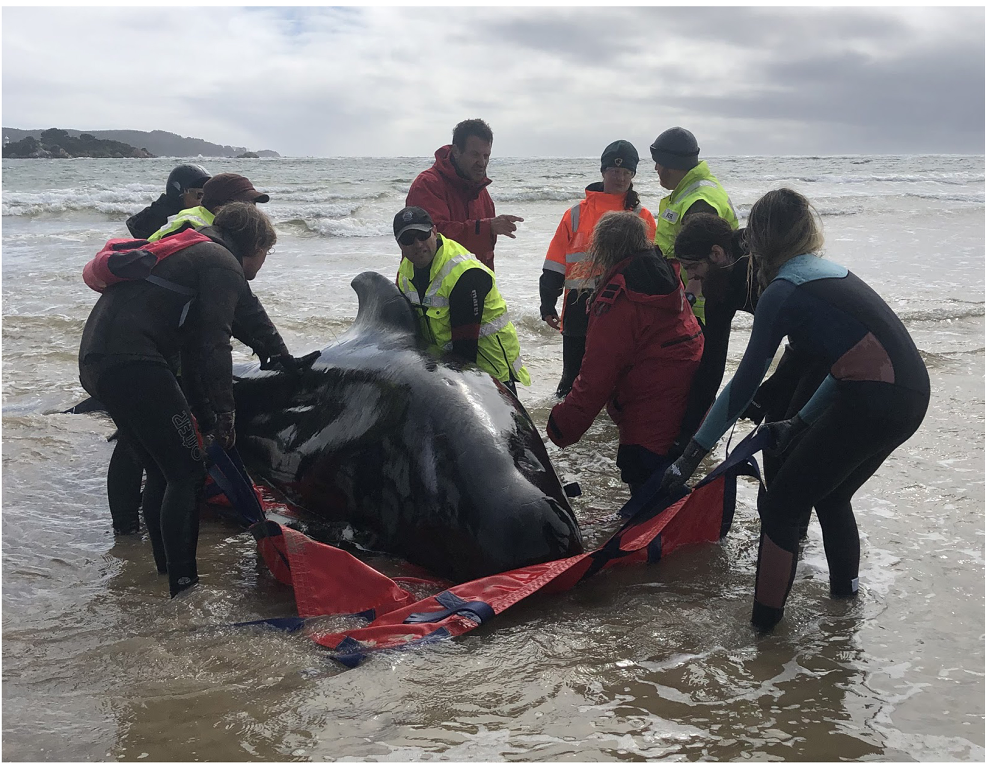 Stranded whales swim back into danger, Whales