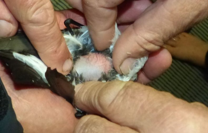 Close up of hands pulling back feathers to reveal the skin underneath
