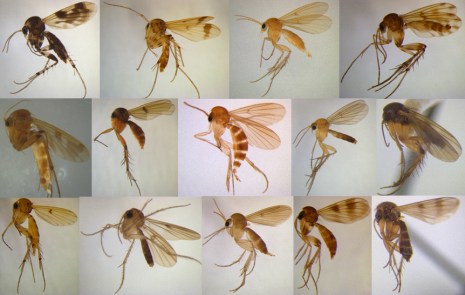 A collection of slides of 14 gnats in one image