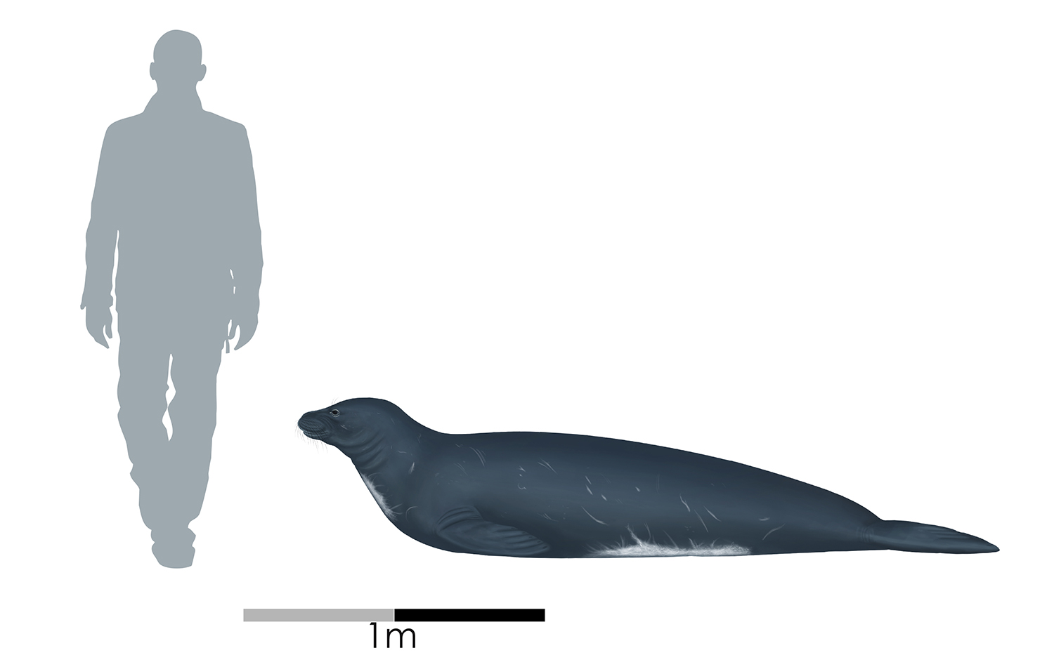 New fossil seal species rewrites history Te Papa’s Blog