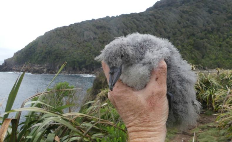 A fluffy grey chick sits in a hand held up in front of flax-covered land. There's a cove and bush-clad hills in the background. 