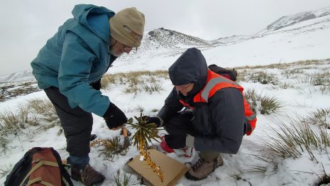 Antony Kusabs and David Lyttle pressing plants in the snow near End Peak. Jan 2021, Photo by Heidi Meudt @ Te Papa.