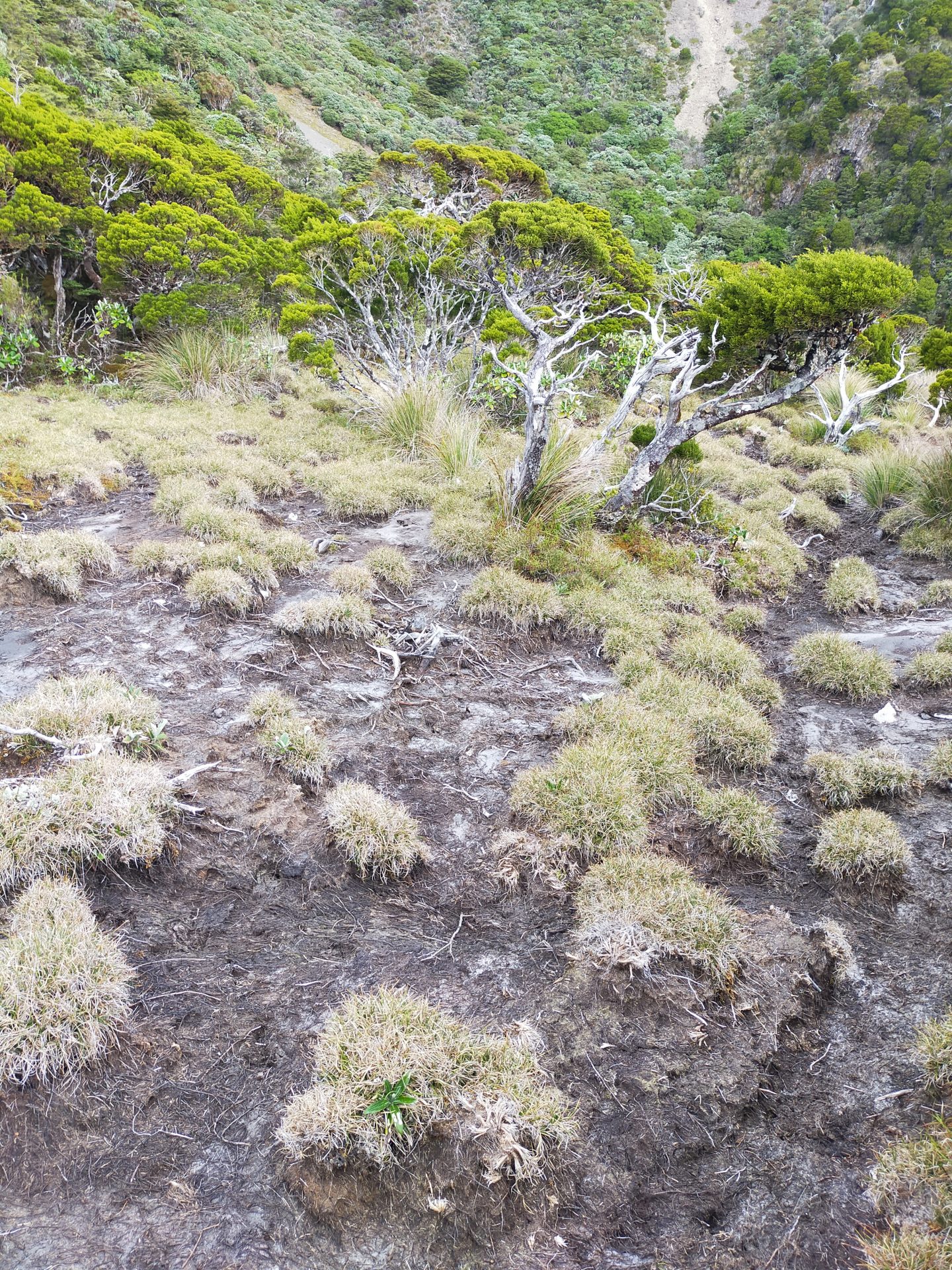 Wetland on Whanokao damaged and degraded by high deer numbers, Dec 2020. Photo by Antony Kusabs @ Te Papa.