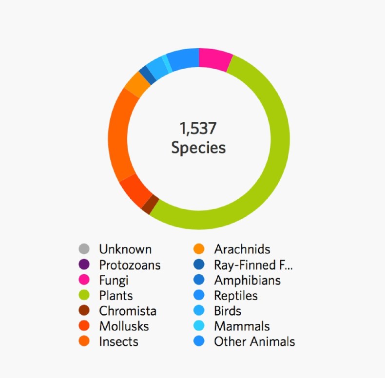 Pie chart of the species seen during the iNaturalist City Challenge in Wellington.
