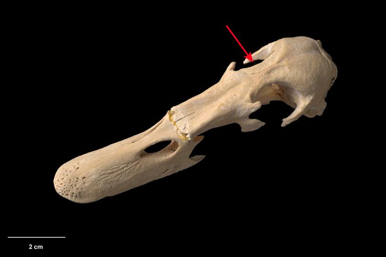 The skull of a duck sitting horizontally on a black background. There's a red arrow pointing to an eye socket and a white line with the text 2cm underneath in the bottom left corner