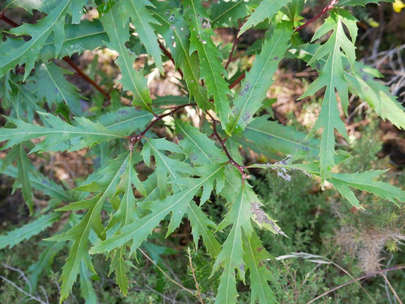 Young leaves on a branch 