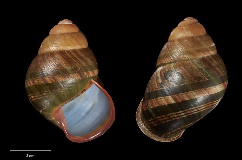 Two angles of the same shell on a black background