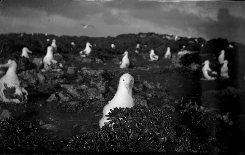 A black and white photo of several large white birds sitting on the top of a hill