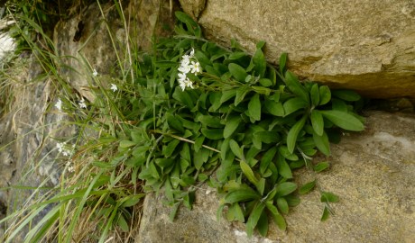 Myosotis brockiei subsp. dysis Courtney & Meudt, collected 15 January 2017, Limestone bluffs above old Mangarakau School., New Zealand. Field Collection 2015-2016. CC BY 4.0. Te Papa (SP105709)