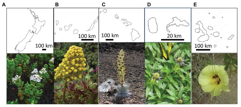 A split image with five photos of plants, each with a pencil-line map above it of different island groups. Each have a letter above it from A to E.