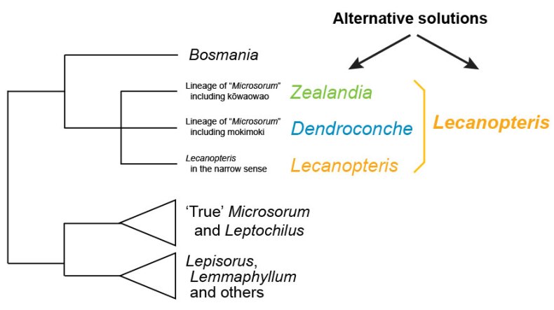 An illustration of a comparison tree with scientific botanical text on each branch