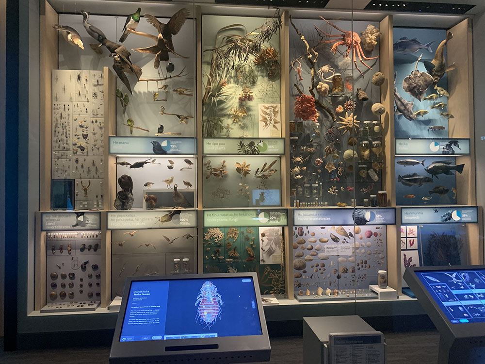 The endemic wall in Te Papa featuring a large display case with many animals on display